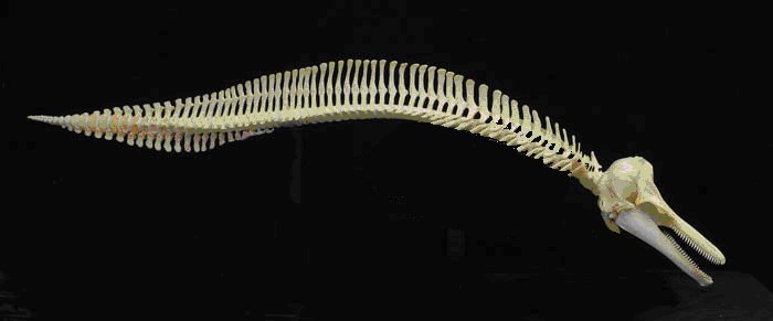 [esqueleto+delfin+comun+(Tursiops)+modificado.bmp]