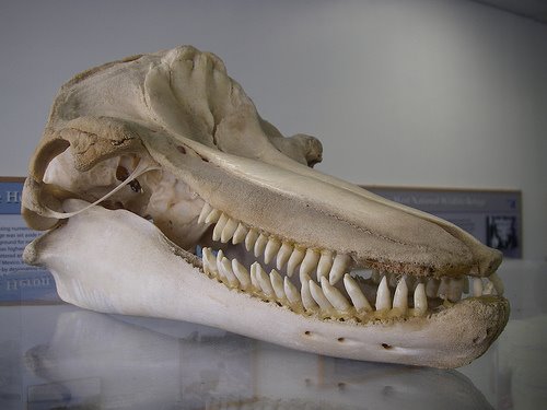 [craneo+delfin+comun.jpg]