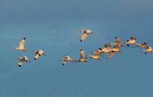 White Ibis