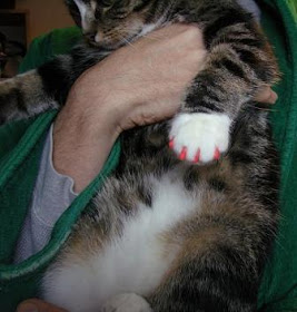 No lo hagas Están familiarizados pluma Gatos en casa: Fundas para las uñas de los gatos: ¿Una buena idea?