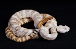 Crotalus lepidus