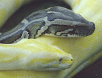 Python molurus