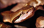 Bothrops venezuelensis