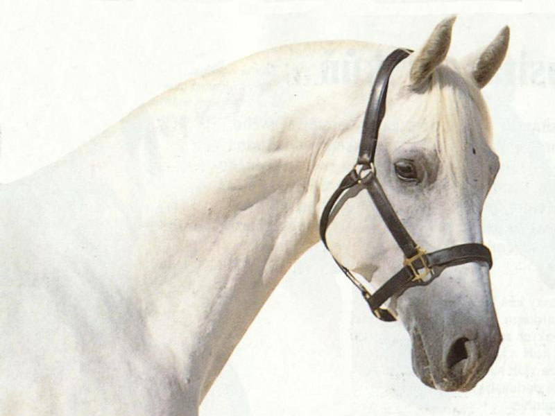 Лошадь 3 месяца. Голова белой лошади. Морда белой лошади. Лошадь с белым на переносице. Лошадь на Светлом фоне.
