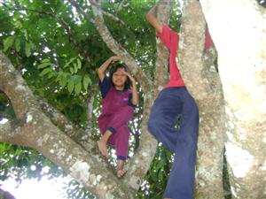 Pokok moktan Sg Lalang