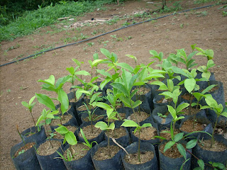 Sitio Teva na trilha da sustentabilidade Guatambu amarelo