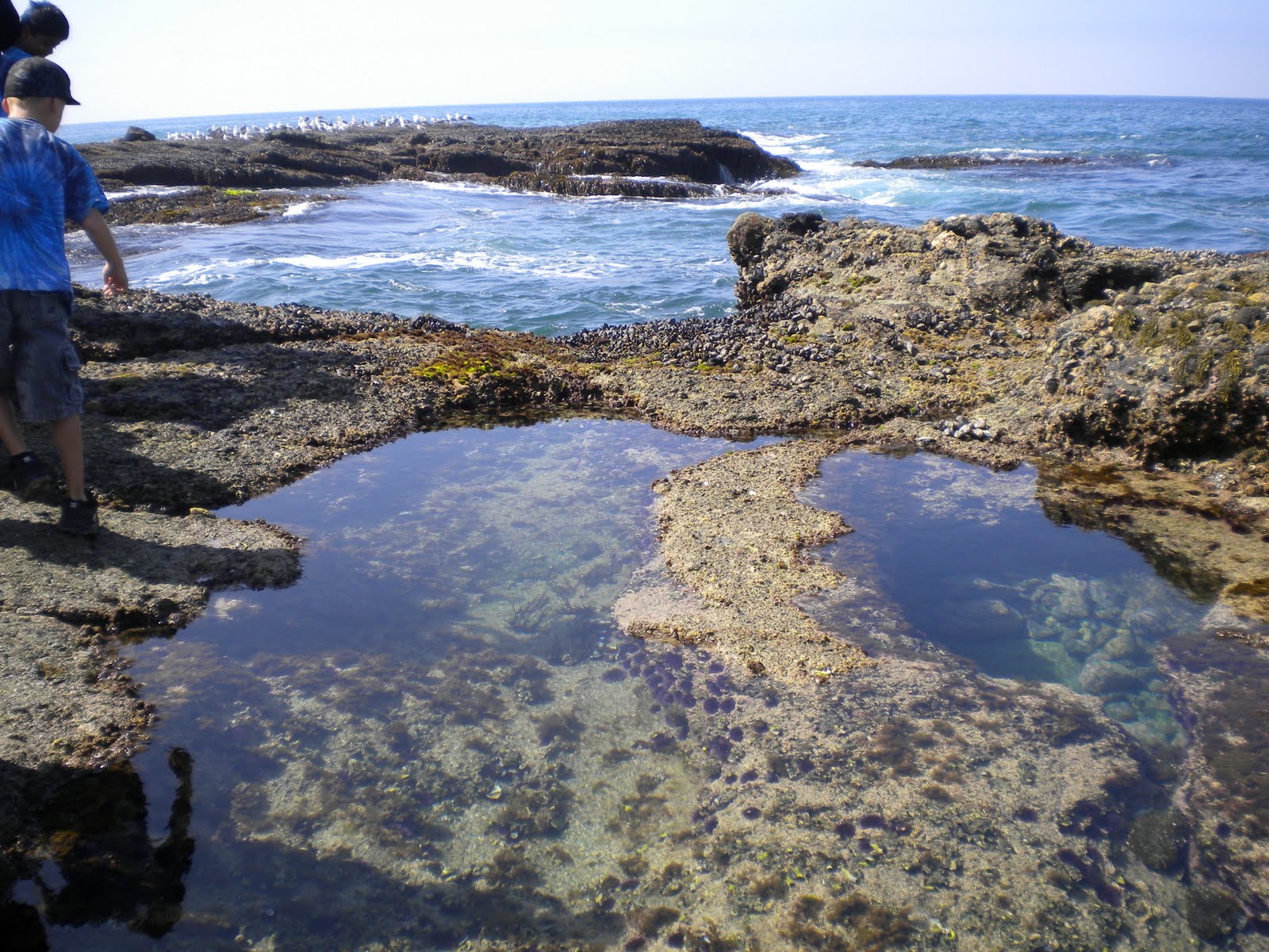 Three Precious Souls Field Trip to the Tide Pools