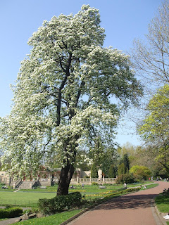 A glorious looking Pear Tree in Heaton Park