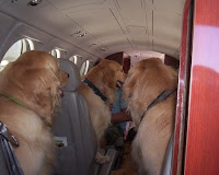 http://1.bp.blogspot.com/_8DRsWdYawjQ/TFrFGcJL1PI/AAAAAAAAAOA/UBtyqHm07lM/s1600/dogs_on_a_plane.jpg