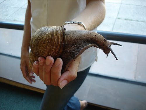 ellergy: THE WORLD'S LARGEST SNAIL