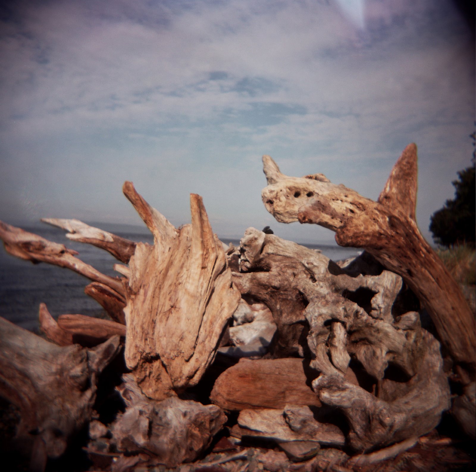[driftwood.jpg]