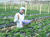 Strawberry garden