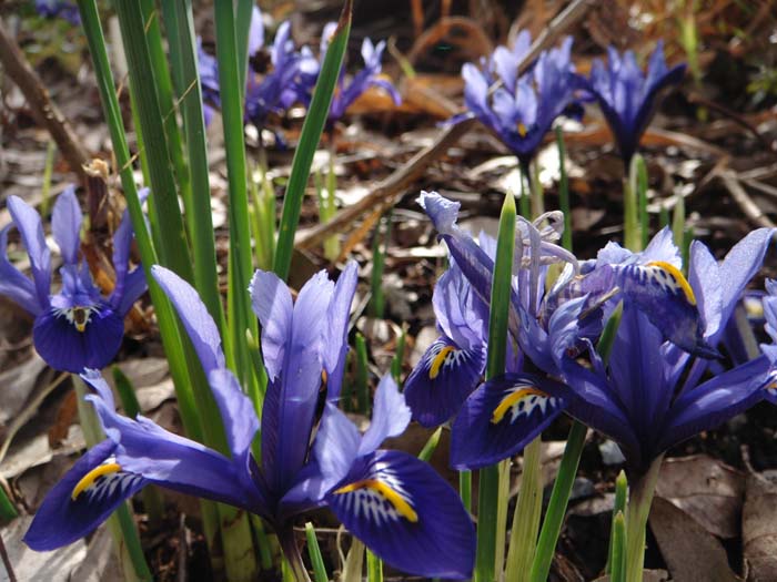 [Iris_sibirica_xs.jpg]