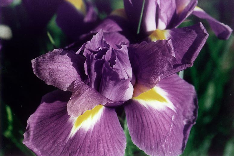 [Iris.JPG]