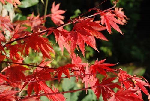 [Acer_palm1008dxs.JPG]