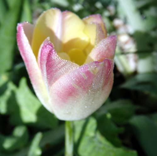 [Tulpe_rosa_xs.jpg]