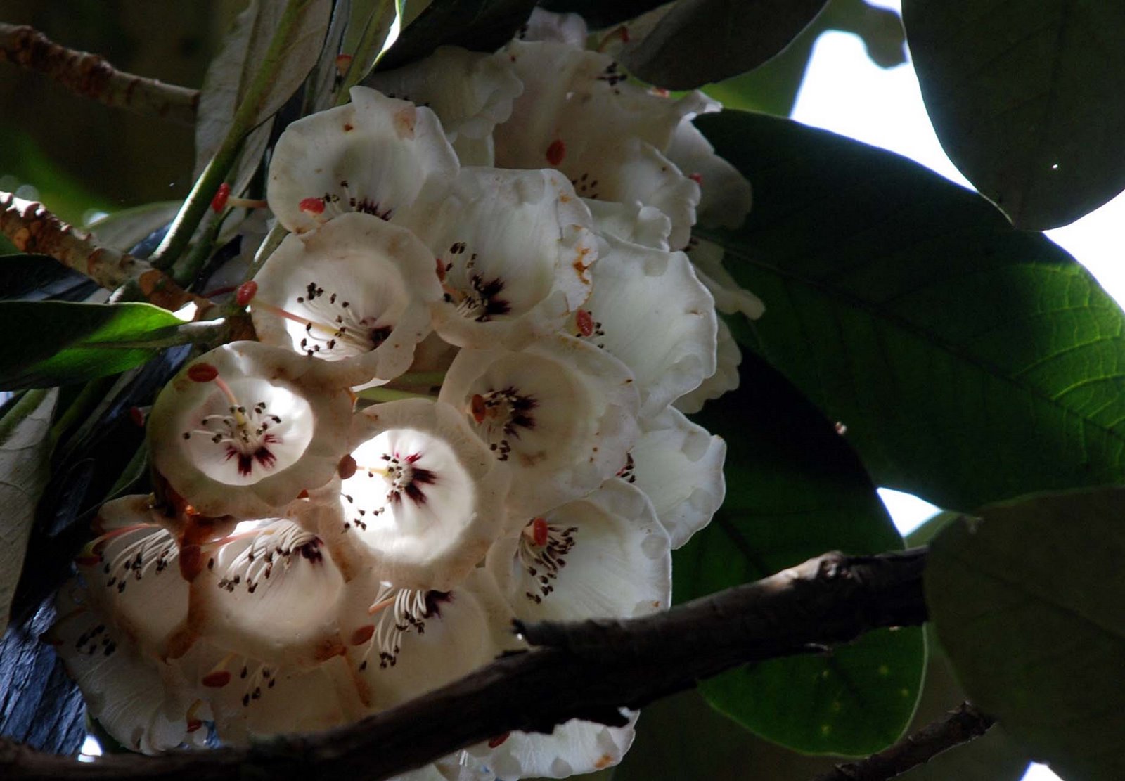 [Rhodo_lichtdurchBlüte.jpg]