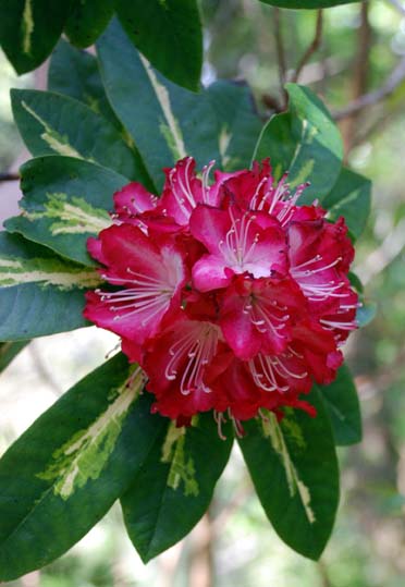 [Rhodo_variegatum_xs.jpg]