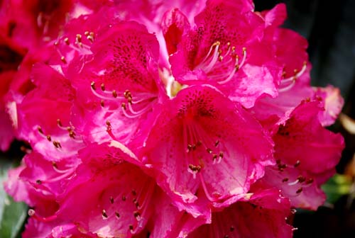 [Rhodo_arboreum_Blüte_xs.jpg]