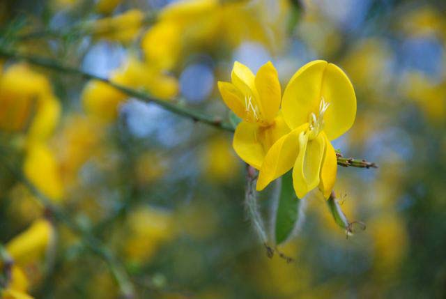[4Gorse.jpg]