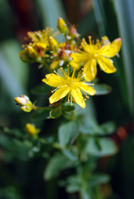 [Hypericum07c_xs.JPG]