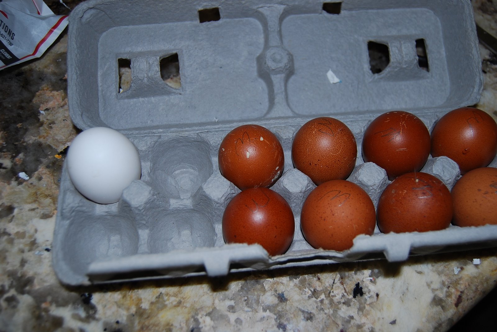[eggs+06+10+09+005.jpg]