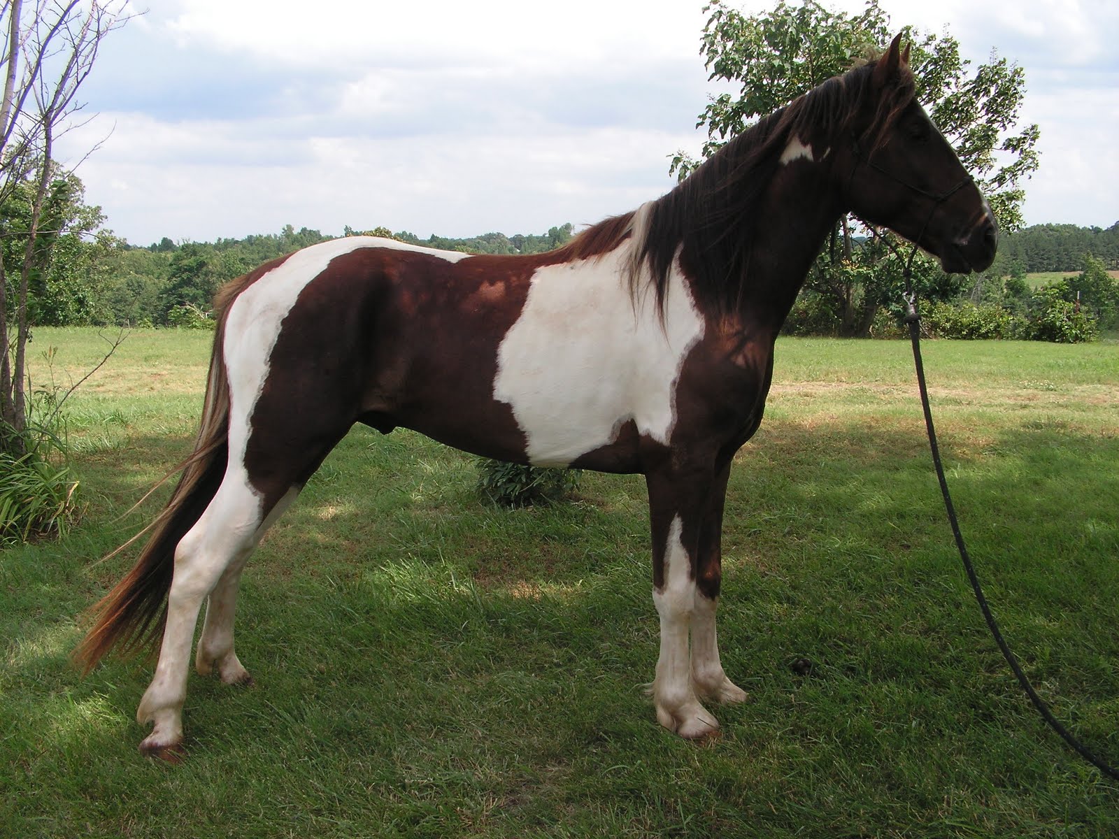 4 Mile Creek Gaited Horses Photos of our Stallion, Rooster's Ridge