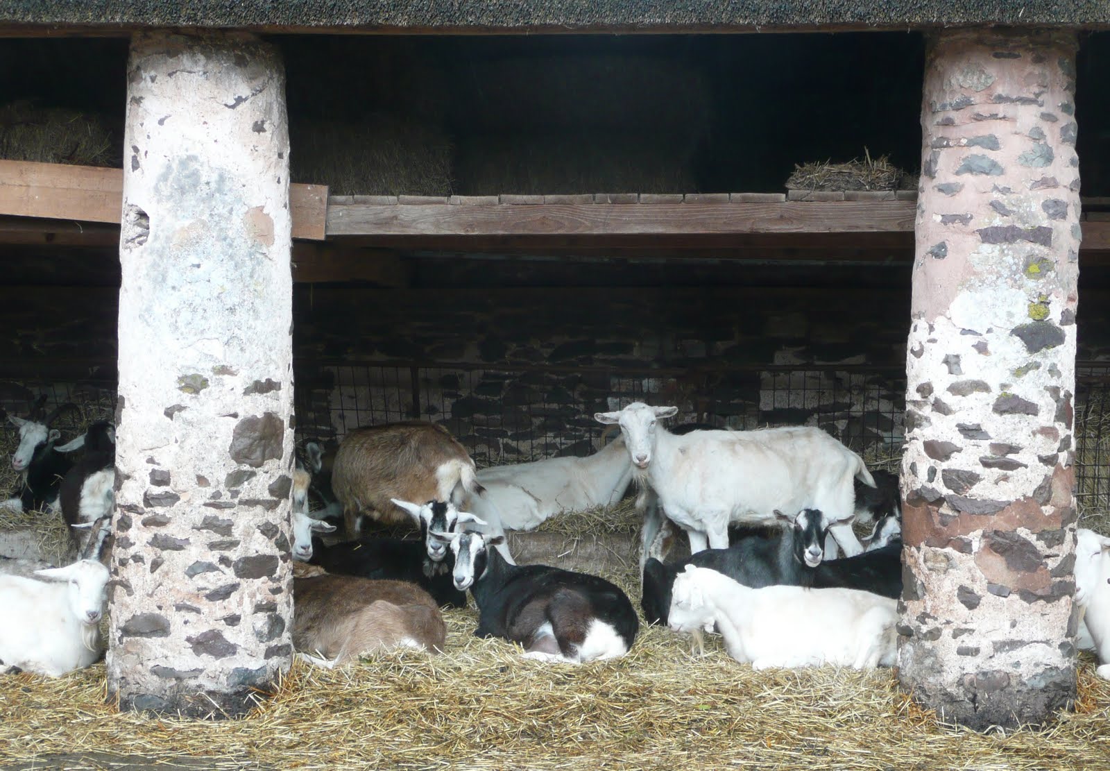 Moors and More Goats sheltering from the rain