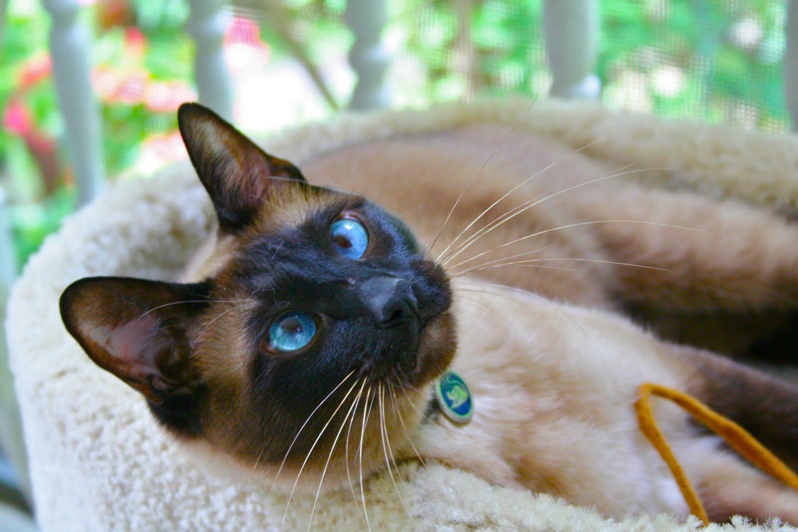 15 Minute Lunch Do you like boxes of shit in your house? Get a cat.