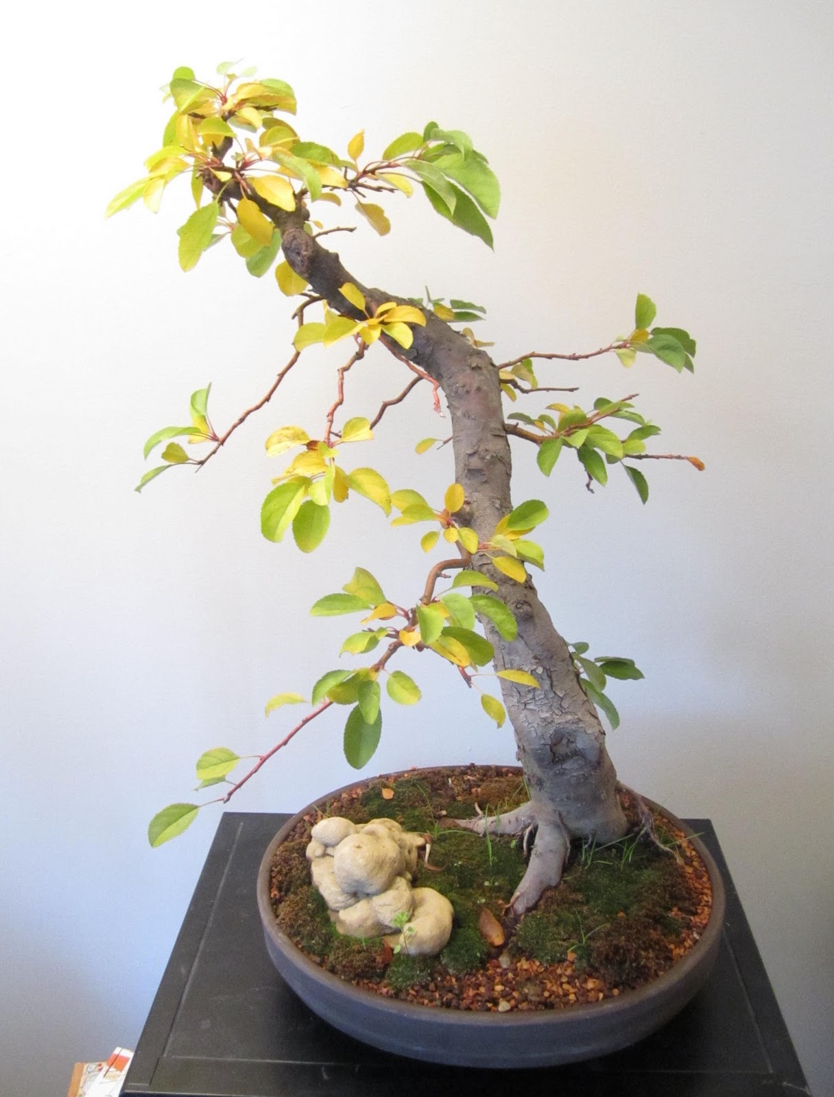 Laser Beam Bonsai American Apple Bonsai Fall Colors