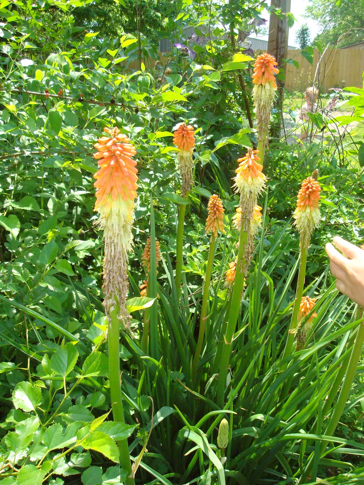 Hectichousehold What is blooming right now