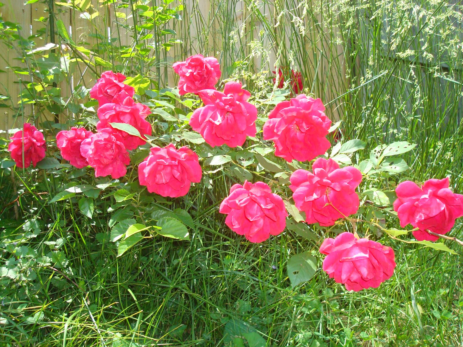 Hectichousehold What is blooming right now