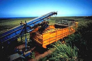 [maui_pineapple_truck.jpg]