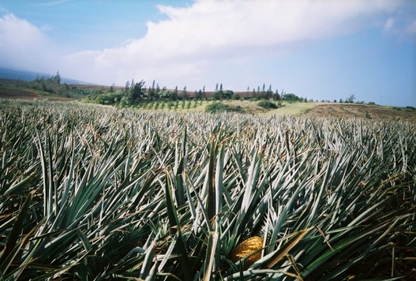 [pineapple.jpg]
