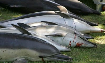 Rio Percuil, Cornwall - Inglaterra: Golfinhos Mortos