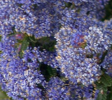 [by+Flavio+-+corte+.jpg]