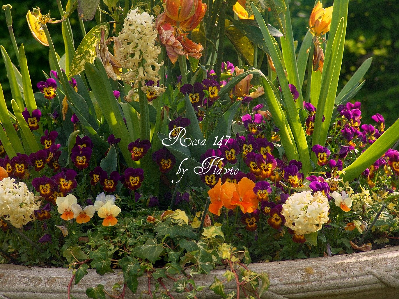 [by+Flavio+amor-perf+.jpg]