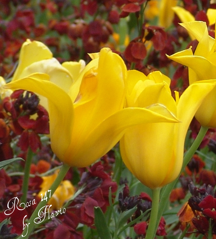 [blog+-+by+Flavio.jpg]