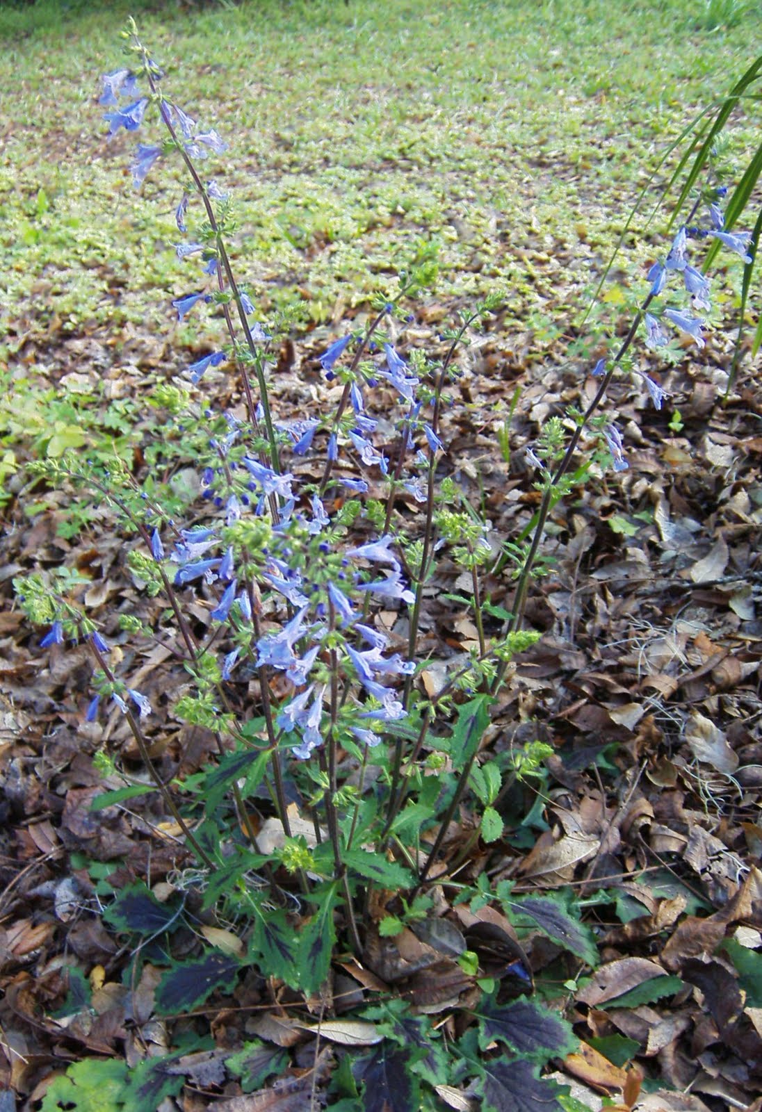 Garden Adventures Salvia lyrata (Lyre leaf sage)