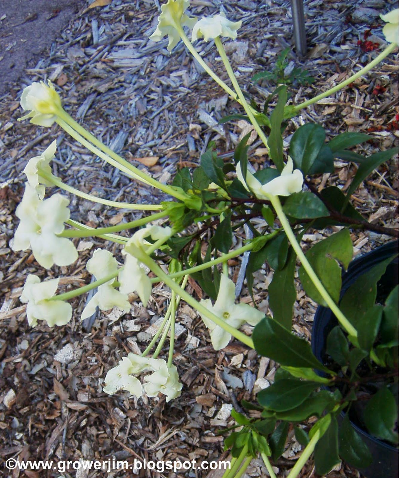 Garden Adventures: Brunfelsia nitida