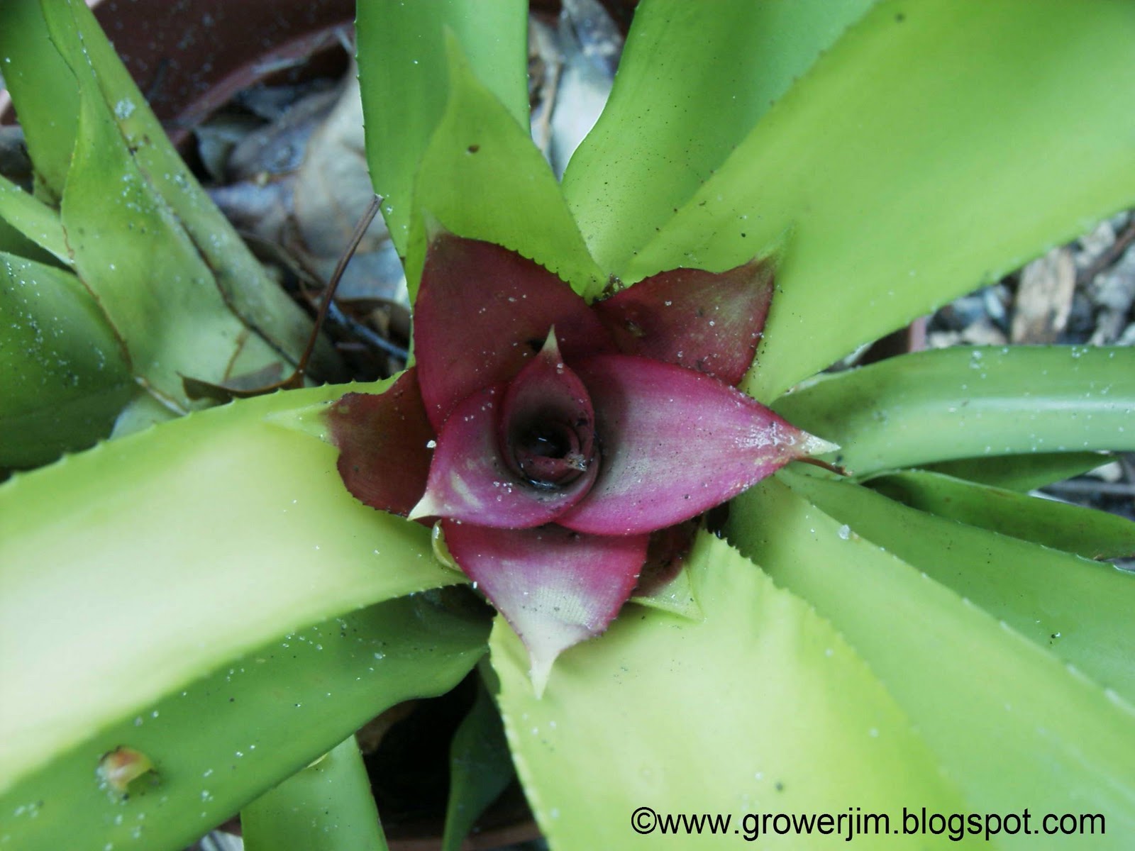 Garden Adventures Canistropsis billbergioides