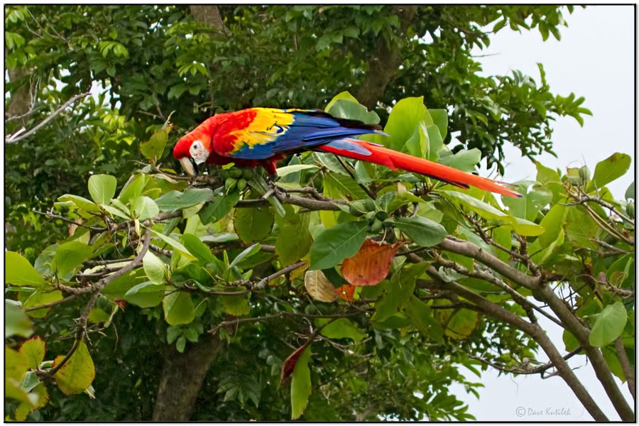 Birding Roatan Dave's Birding Blog: Roatan Island, Honduras Birding
