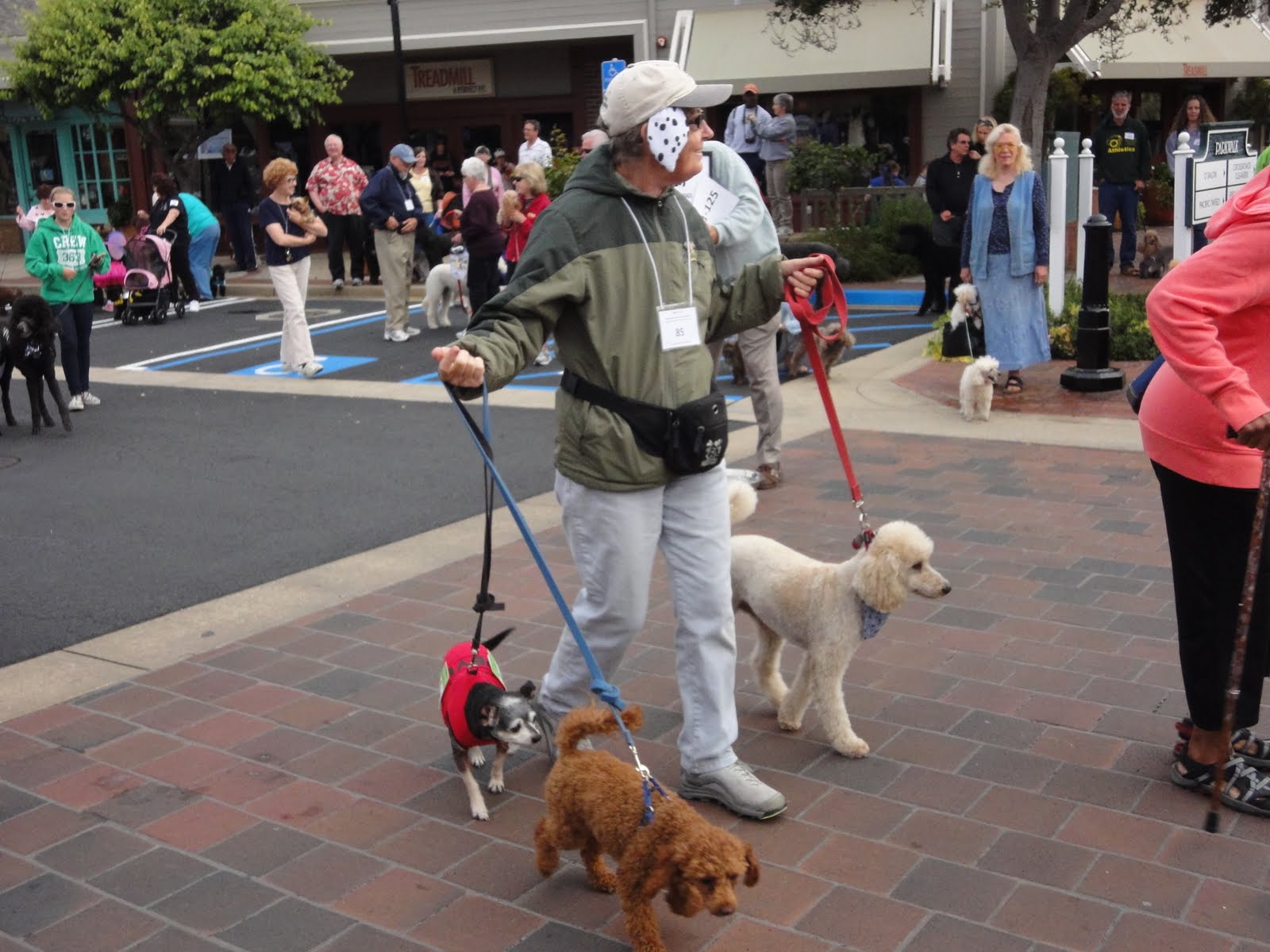 Oodles of Poodles! The Poodle Parade! Carmel