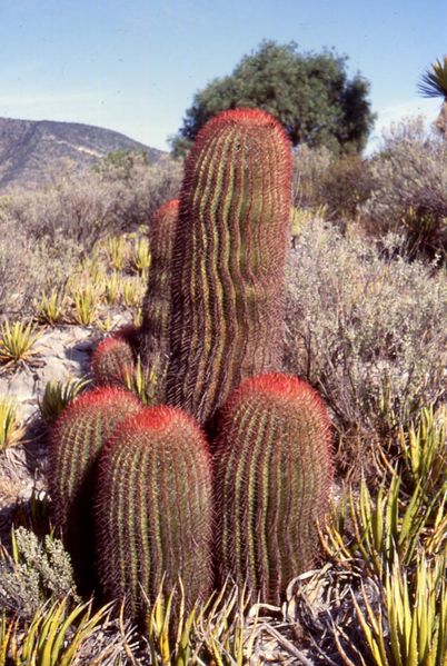 [402px-Ferocactus1.jpg]