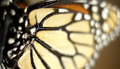 Alas de mariposas en Caracoladas