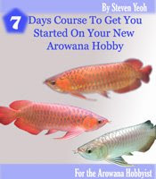 The truth about keeping your Arowana healthy and alive