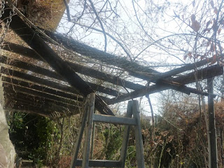 Meine grüne Leidenschaft: Pergola wird erneuert