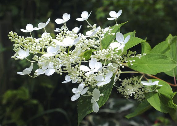 Hydrangea paniculata, die Rispenhortensie: 'Mustila'