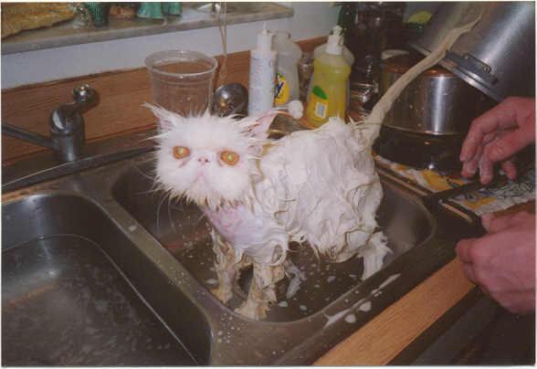 IMG:https://1.bp.blogspot.com/_8SuLt5xp4aw/TDJCob9XYmI/AAAAAAAAAis/PpGHkkCesE8/s1600/funny-cat-being-washed.jpg