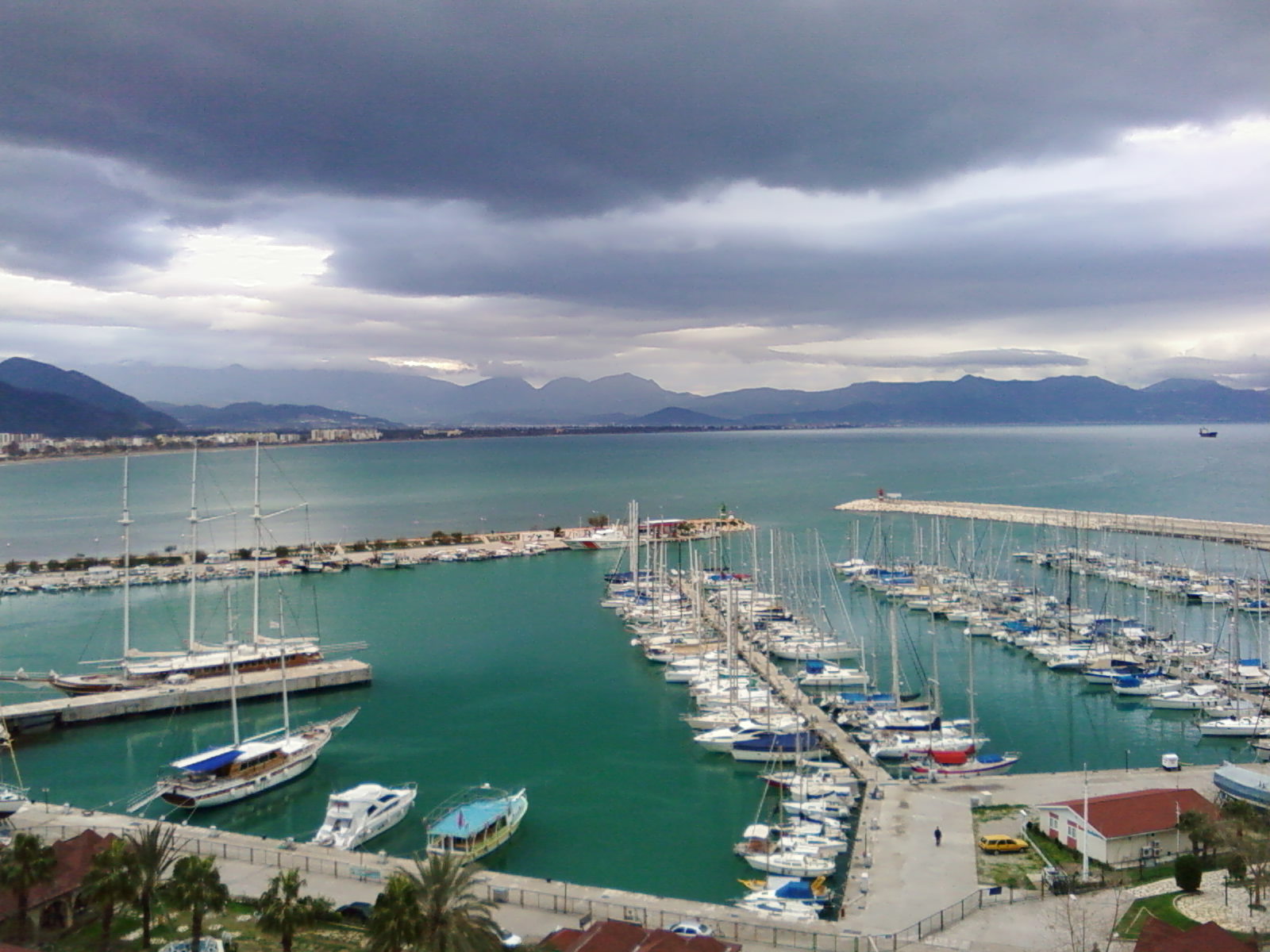 финики турция. финике анталья. анталия финике. финике анталья. финиковая пальма в африке.